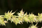 Barnyard grass